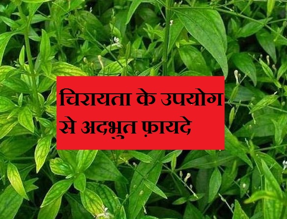 चिरायता के उपयोग से अदभुत फ़ायदे जानकर आप हैरान रह जायेंगे